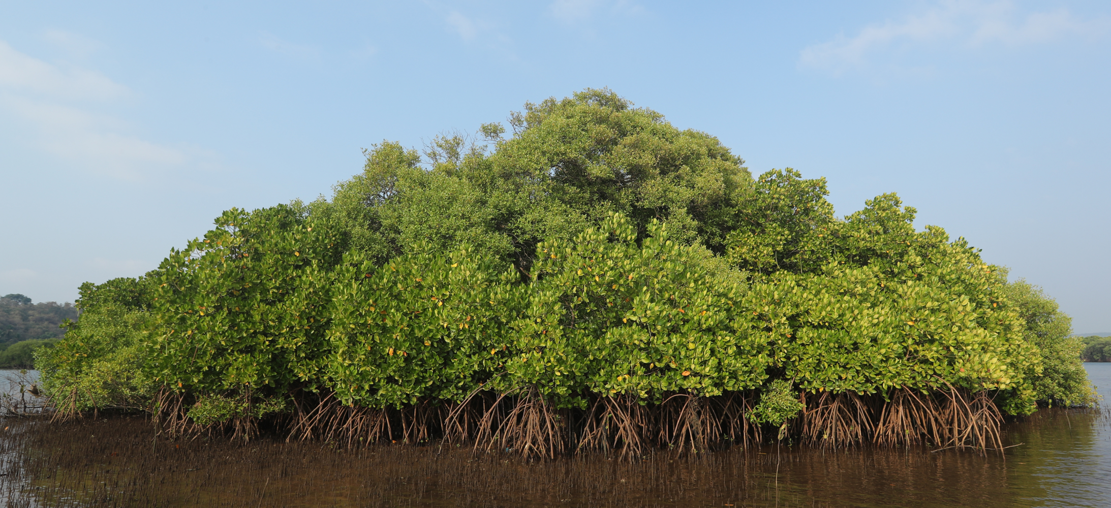 Mangrove Foundation