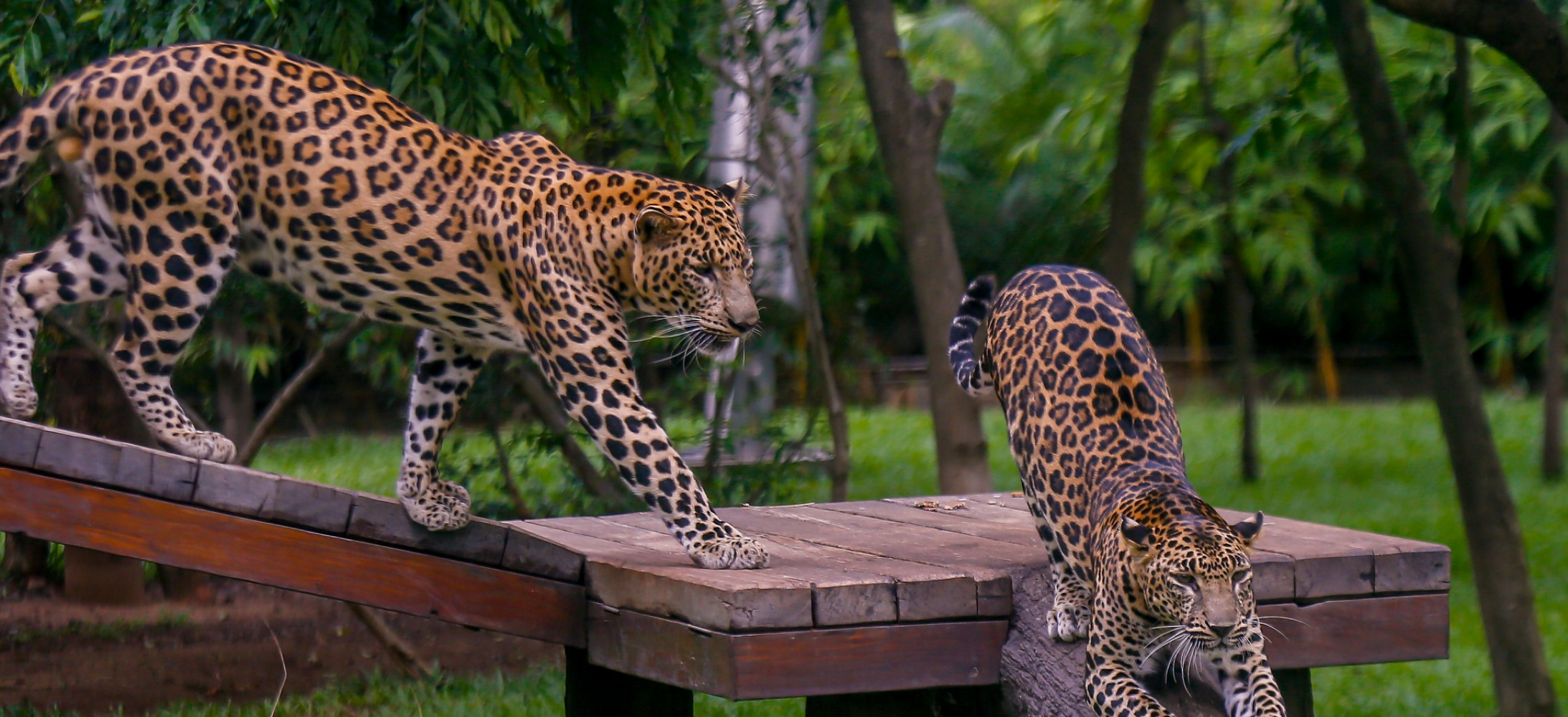 The Mumbai Zoo